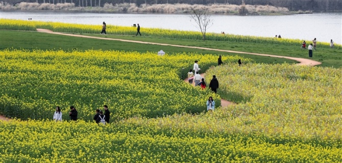 黄山日报：荒芜滩涂变江畔花海