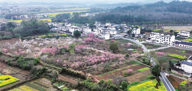 黄山日报：汉沙樱花次第开