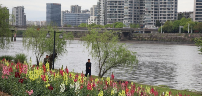 安徽经济网： 新安江畔金鱼草 绘就屯溪春日画卷
